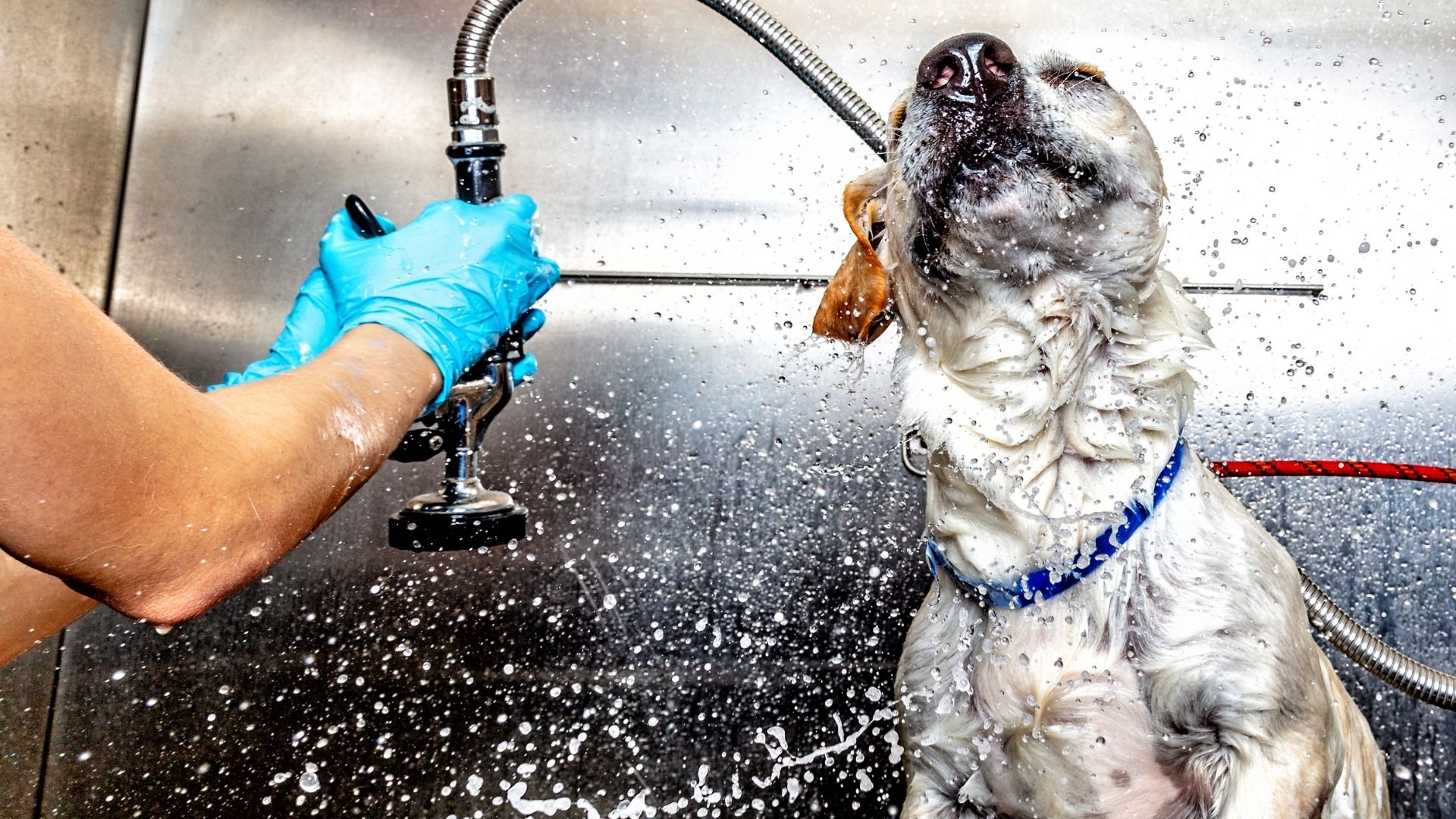 Pet Grooming Transformations Saint Louis, MO Yorkshire Animal Hospital