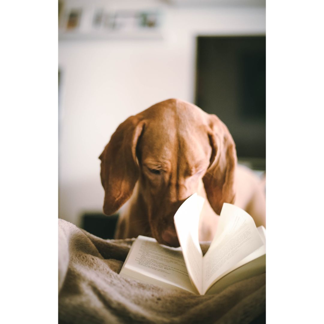 3 Tips to Help Your Dog Beat Back-to-School Boredom - Animal Hospital at  Grayhawk