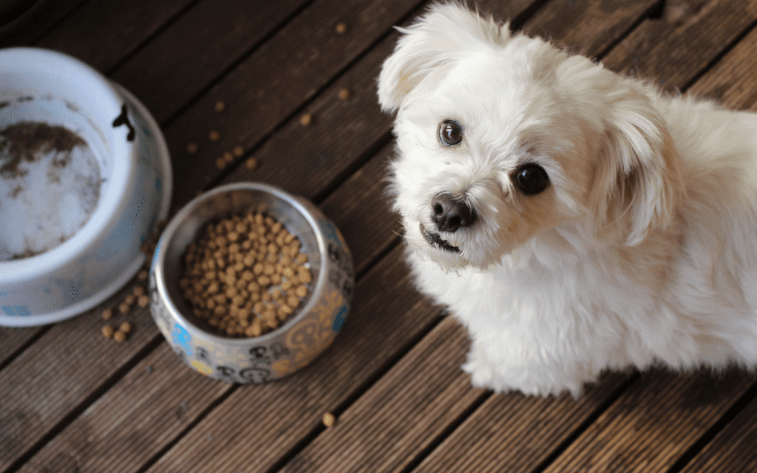 Is Your Pet a Healthy Weight? How to Keep Your Pet a Healthy Weight