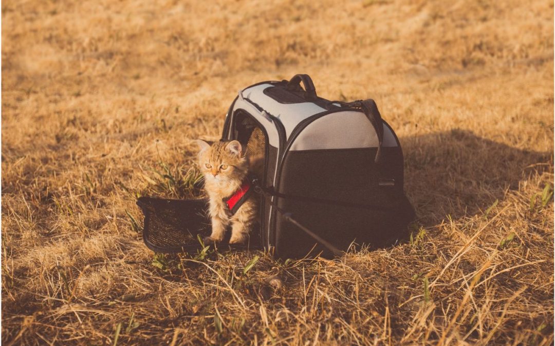 Tips on Traveling with Your Pet