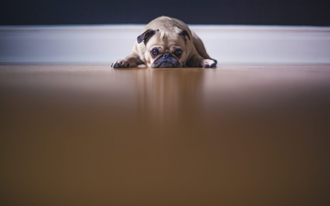Pug laying down looking scared