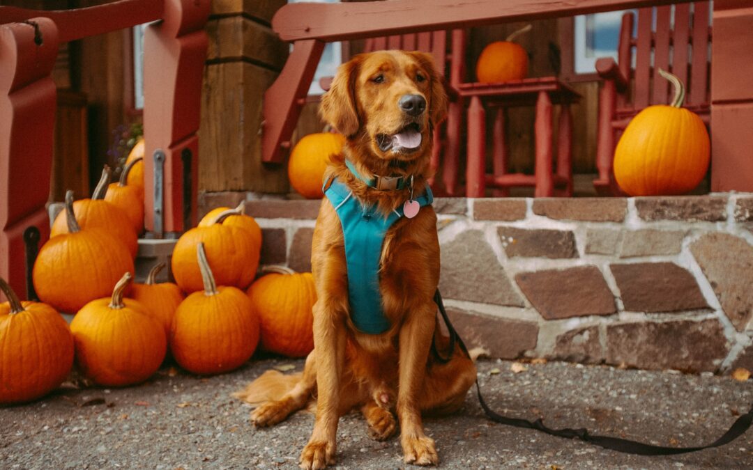 Golden retriever sitting in front of a house with pumpkins